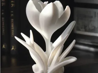 Crocus