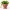 Face Pot Planter - Succulent - Cactus - Potus