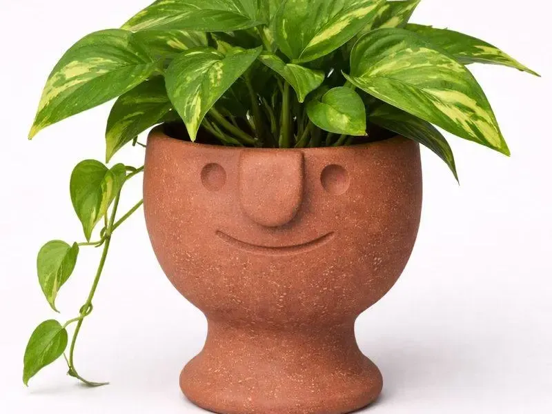 Face Pot Planter - Succulent - Cactus - Potus