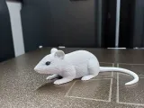 Sneaky Little Mouse-0
