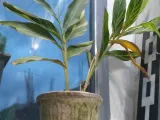 tasba boty tasba plant -0