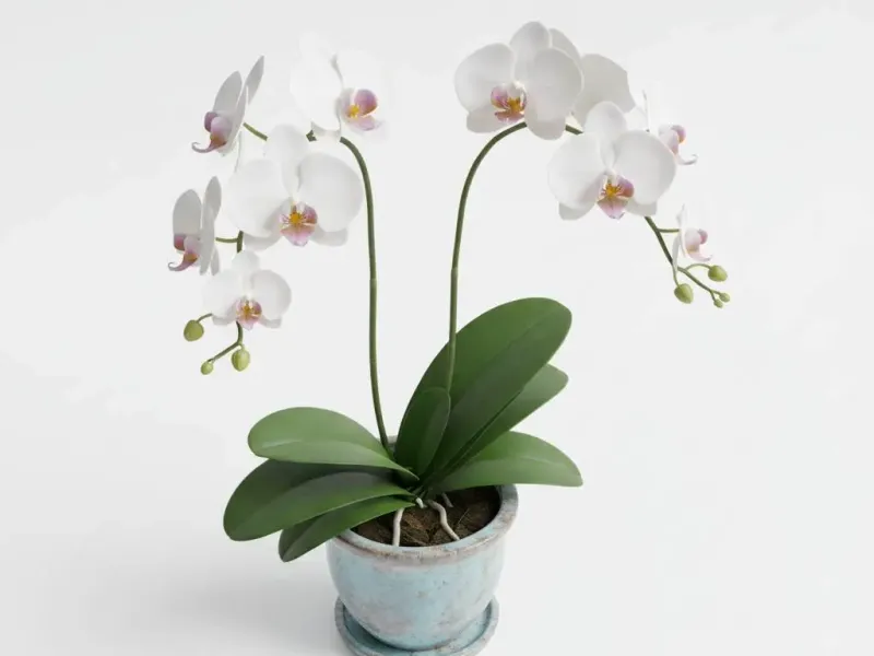 orchid plant