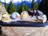 Stag Beetle Life Cycle – Educational Model-1