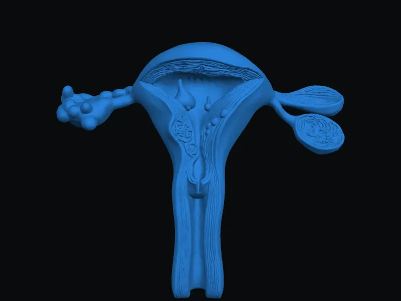 uterus