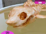 Flexi Skeleton Shark-7