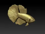 BETTA FISH-1