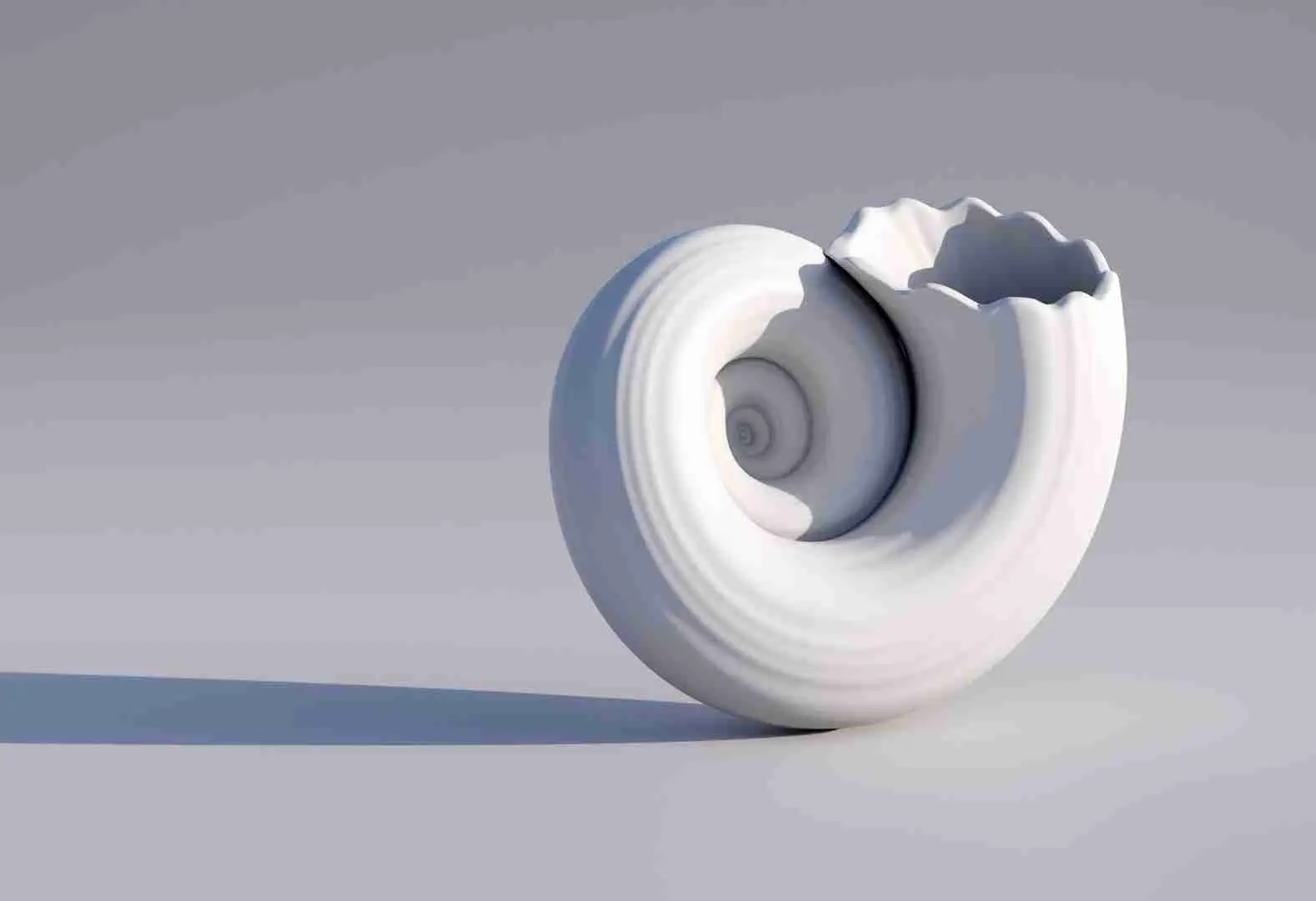 Concha de caracol objeto de decoración