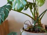 RootDock Planter - Direct-to-Soil Propagation Pod-6