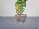 Kiwi & Lemon tree-2