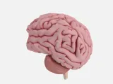 Modelo Anatômico: Cérebro Humano Detalhado-1