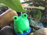 Frog named Rina-0