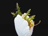 Shell Vase-3