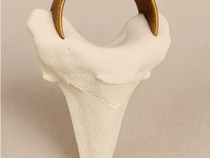 Shark Tooth Pendant with Loop