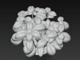 Basil Plant-2