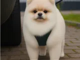 Pomeranian-0