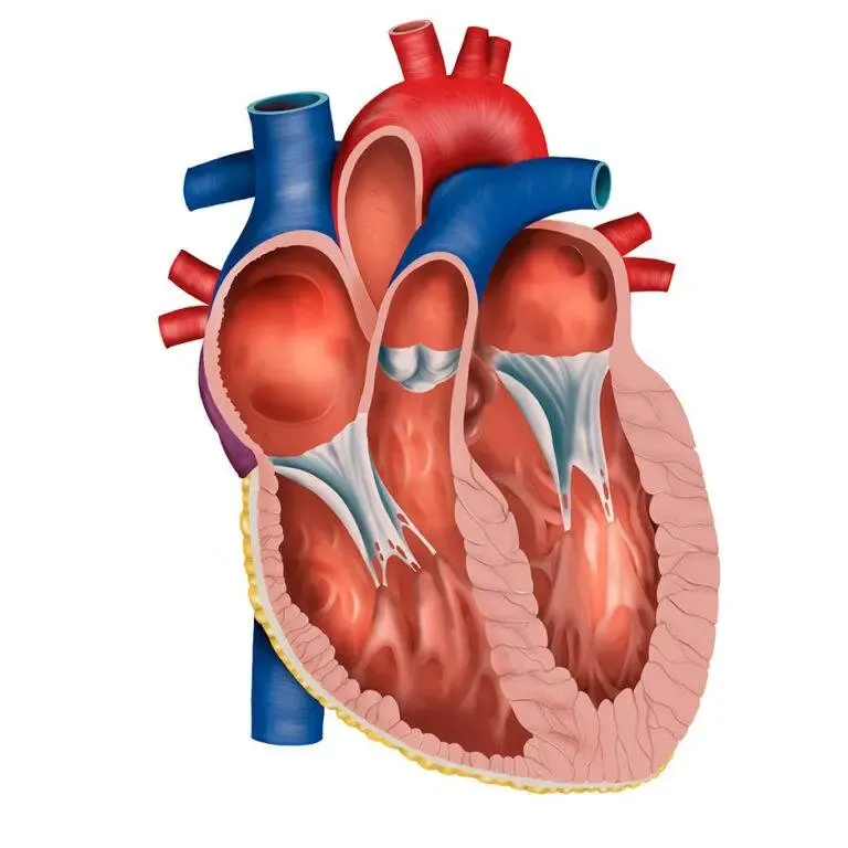 Corazón 3D partes