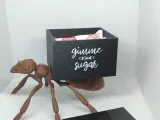 Sugar Ant Box CR-3