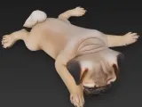 Mops Welpe-0
