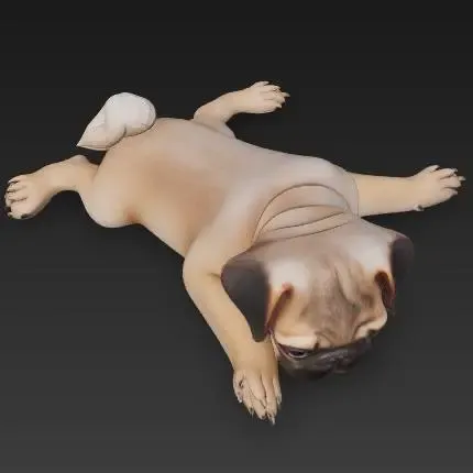 Mops Welpe