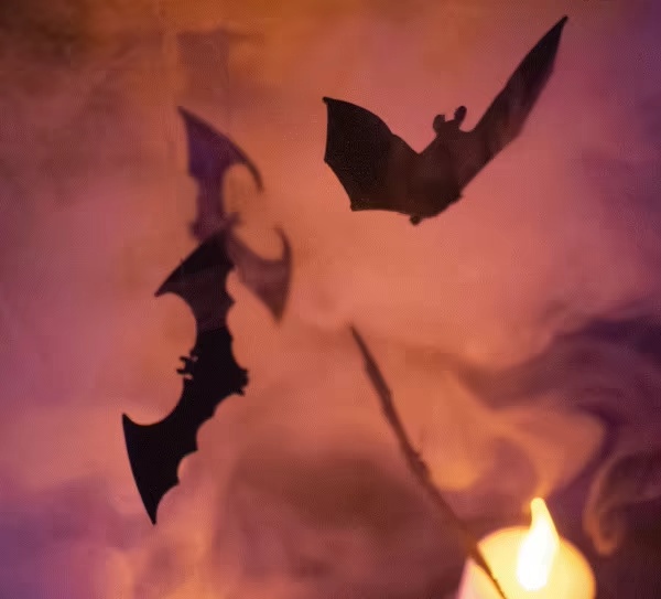 Chauve souris-0