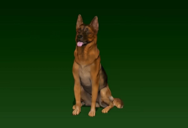 GERMAN SHEPHERD
