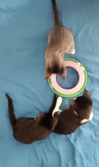 🎾 Jeu pour Chat - Tourniquet à Balle Interactif 🐾-1