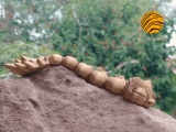 Articulated Baby Dragon-5
