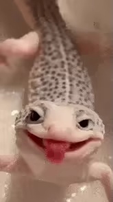 Lizard-0