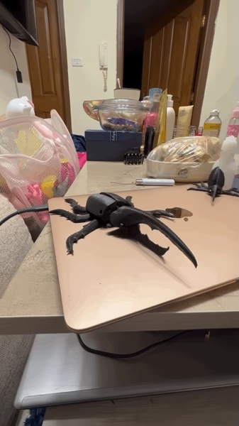 Beetle flexi-0