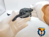 scorpion_flexi-2
