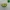 Avocado (Sliceable; Magnetic)