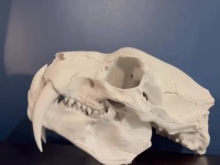 SABRE -motion JAW OPEN-CLOSED