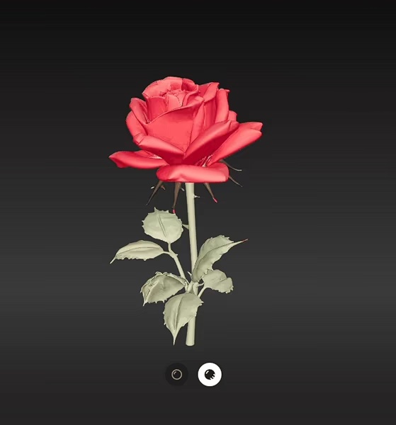 Magnifique Rose-0
