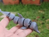 Curious dolphin-0