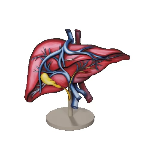 Liver / Leber-1