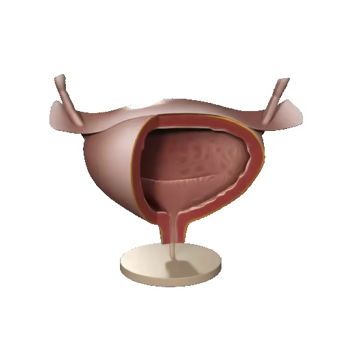 urinary bladder / Harnblase-1