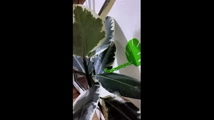 Plant holder-0