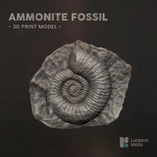 Ammoniet Fossiel