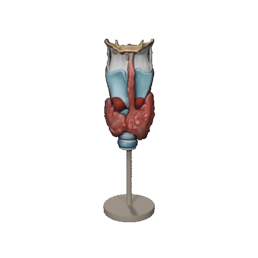 thyroid / Schilddrüse-1