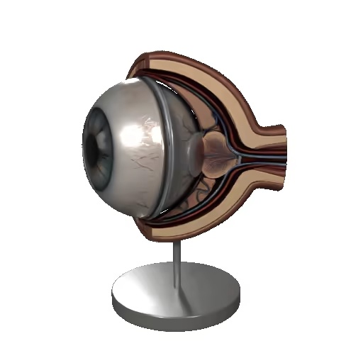 Eye / Auge-1