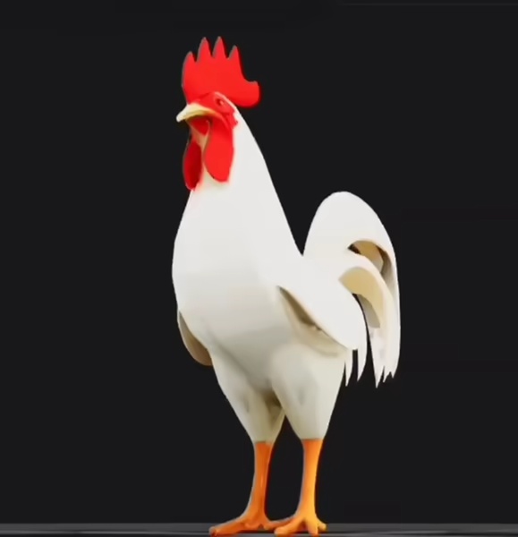 Rooster