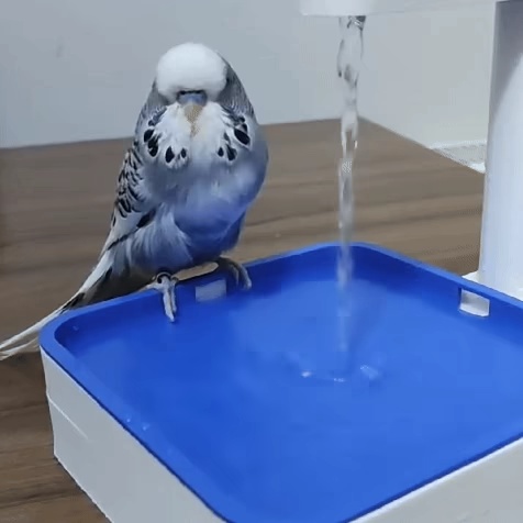 Bird Bath With Shower