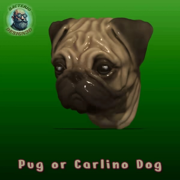 Tête de chien carlin