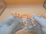 gecko_flexi-0