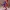 Harle | Chrono Cross