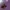[Exclusive] Flexi Dragon - Articulated Baby Dragon with Wing