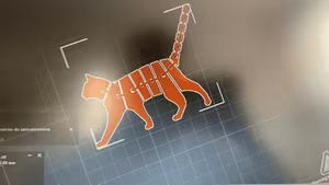 Flexi cat 🐈-1