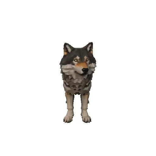 Loup gris-0