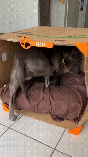 Recyceltes Hundehaus