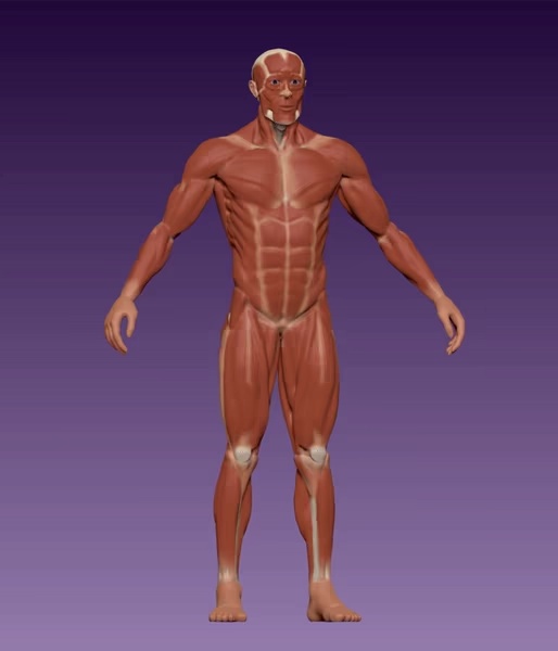 Male body anatomy-0